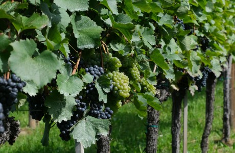 visit+La+Rioja+vineyards